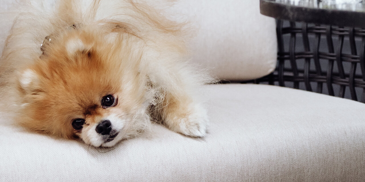 Weißer Hund mit Braunem Kopf auf Creme farbendem Polster Roomers Berlin Hunde