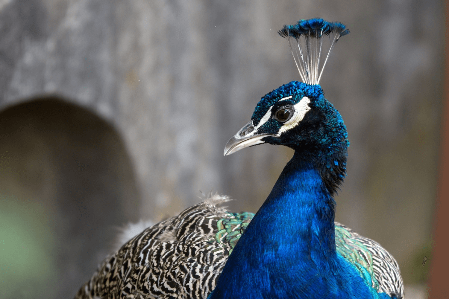 Pfaueninsel 